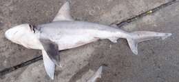 Image of Sandbar Shark