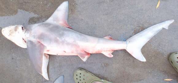 Image of Sandbar Shark