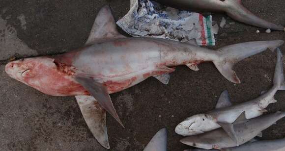 Image of Sandbar Shark