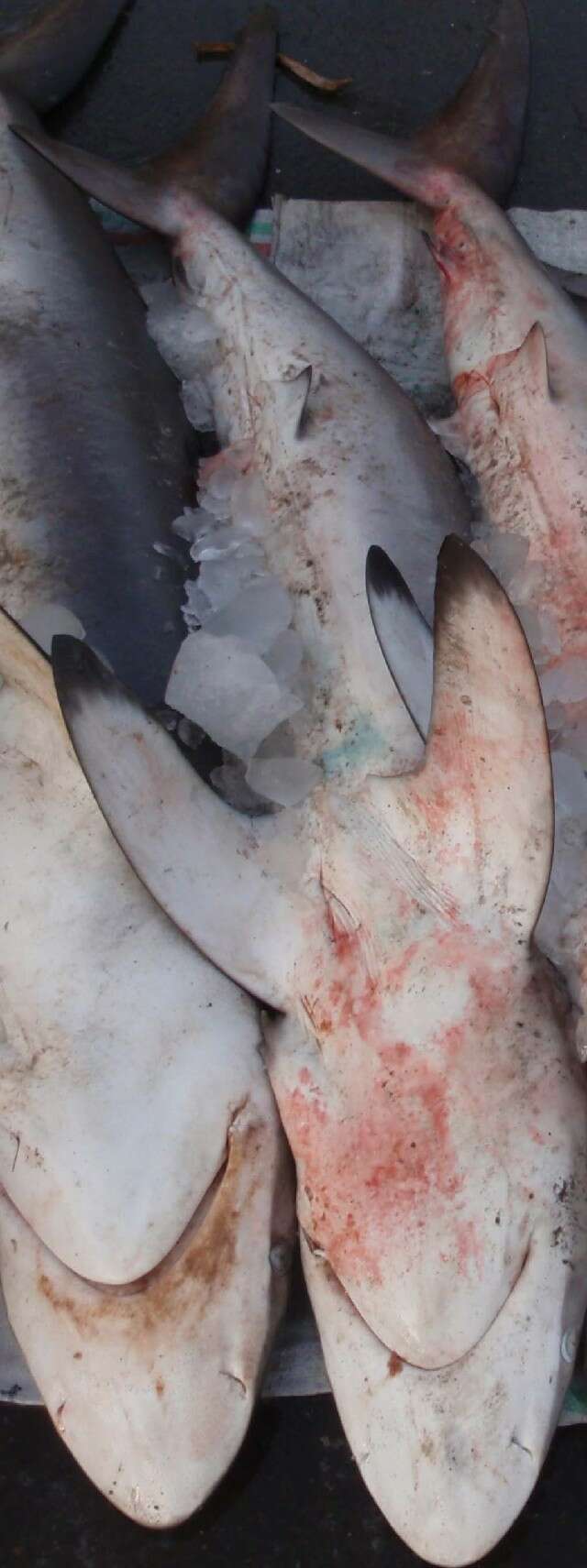 Image of Silky Shark