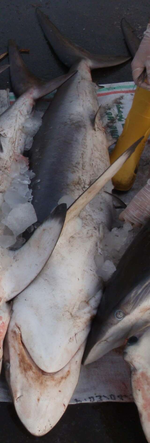 Image of ground sharks