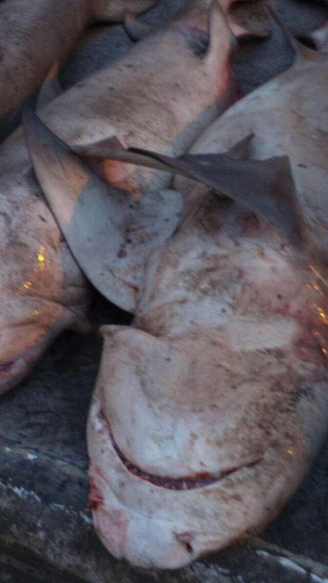 Image of Sharptooth Lemon Shark