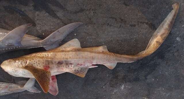 Image of zebra sharks