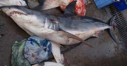 Image of mackerel sharks