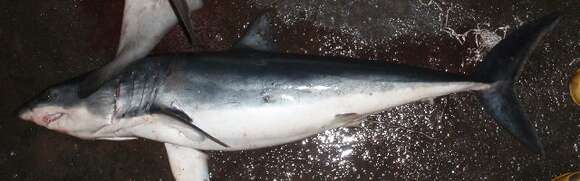 Image of mackerel sharks