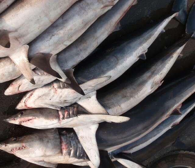 Image of mackerel sharks