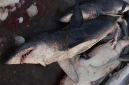 Image of mackerel sharks