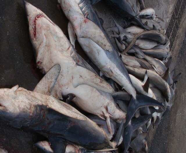 Image of mackerel sharks