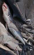 Image of mackerel sharks