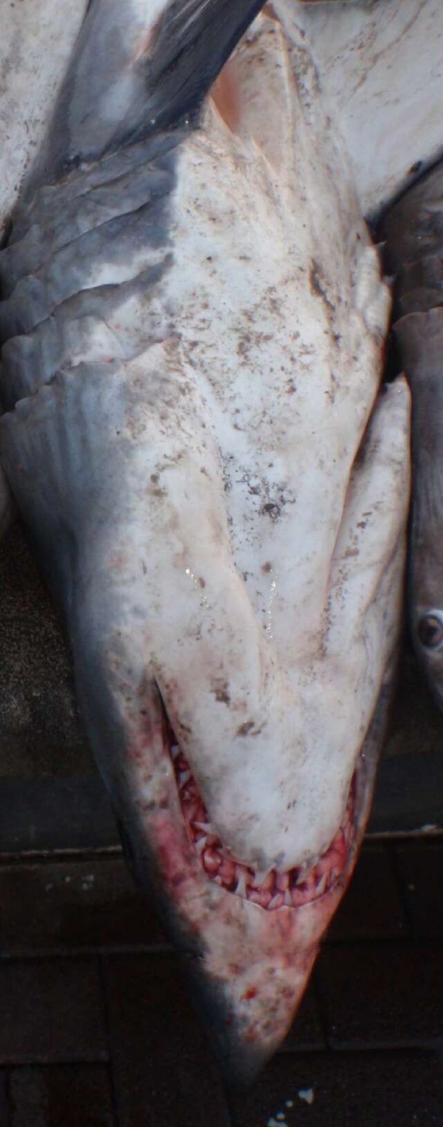 Image of mackerel sharks