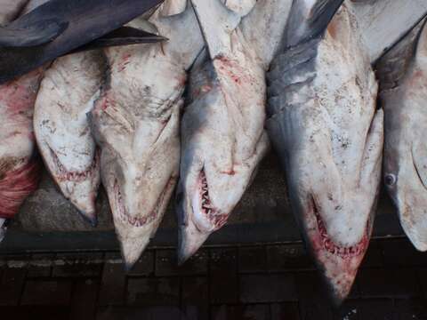 Image of mackerel sharks