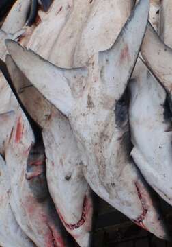 Image of mackerel sharks