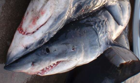 Image of white sharks