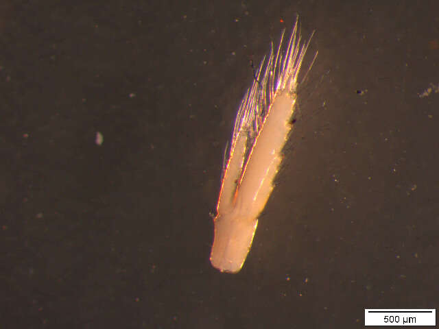 Image of Gammarus fossarum Koch 1836
