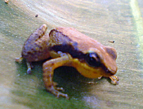 Image of tropical frogs