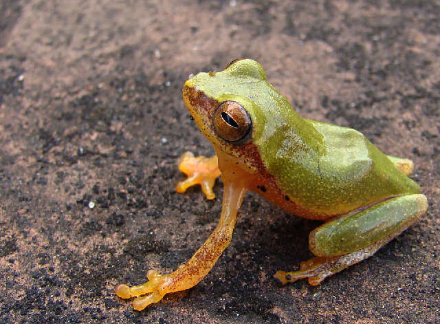 Image of Raorchestes Biju, Shouche, Dubois, Dutta & Bossuyt 2010