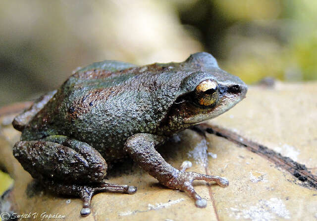 Image of Raorchestes Biju, Shouche, Dubois, Dutta & Bossuyt 2010