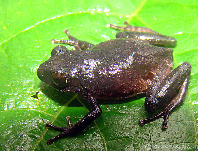 Image of Raorchestes Biju, Shouche, Dubois, Dutta & Bossuyt 2010