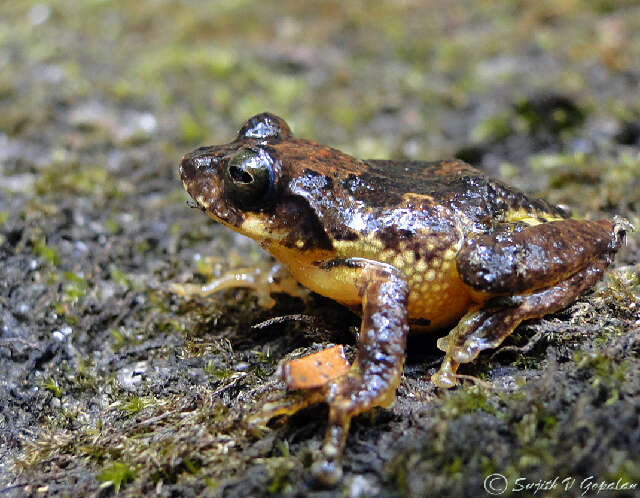 Image of Raorchestes Biju, Shouche, Dubois, Dutta & Bossuyt 2010