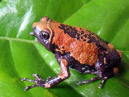 Image of amphibians