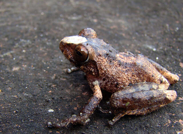 Image of Raorchestes Biju, Shouche, Dubois, Dutta & Bossuyt 2010