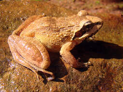 Image of Indian frogs