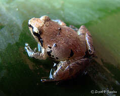 Image of Indian frogs