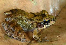 Image of Indian frogs