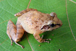 Image of Indian frogs