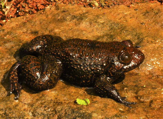 Image of Nyctibatrachidae Blommers-Schlösser 1993