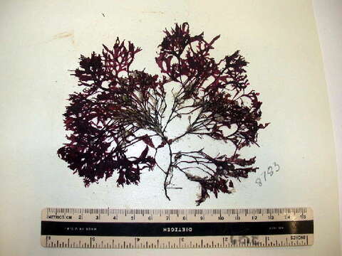 Image de Phyllophora pseudoceranoides (S. G. Gmelin) Newroth & A. R. A. Taylor 1971