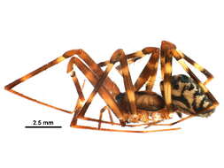 Image de Pimoidae