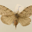 Image of Lymantria dissoluta Swinhoe 1903