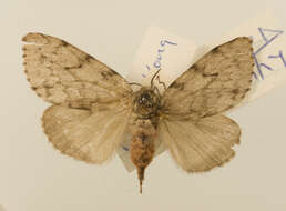 Image of Lymantria dissoluta Swinhoe 1903