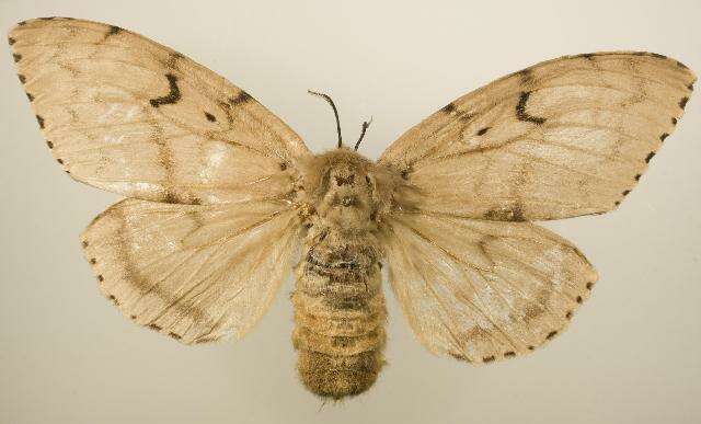 Image of Lymantria dispar japonica Motschulsky 1860