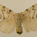 Image of Lymantria dispar asiatica