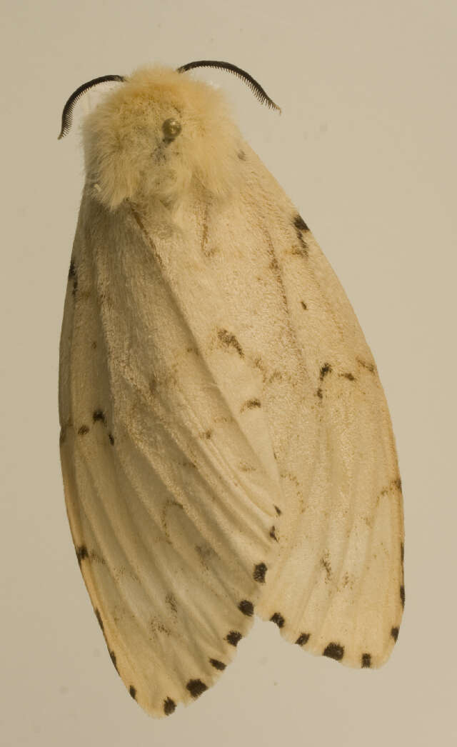 Image of Lymantria dispar asiatica