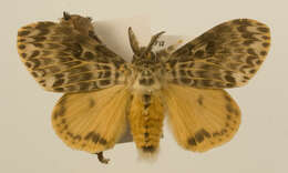 Image of <i>Lymantria flavida</i>