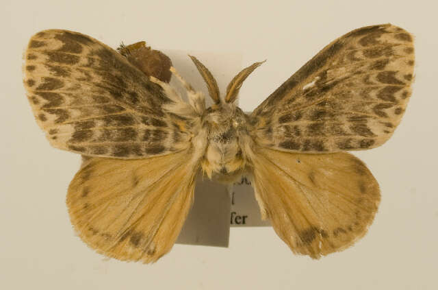 Image of <i>Lymantria flavida</i>