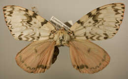 Image of <i>Lymantria flavida</i>