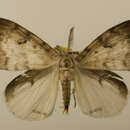 Image of <i>Lymantria albescens</i>