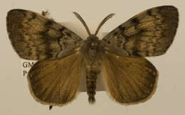 Image of Lymantria dispar asiatica
