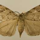 Image of Lymantria fumida Butler 1877