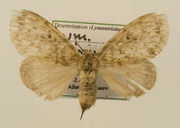 Image of Lymantria grisea Moore 1879