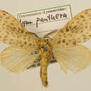 Lymantria panthera van Eecke 1928的圖片