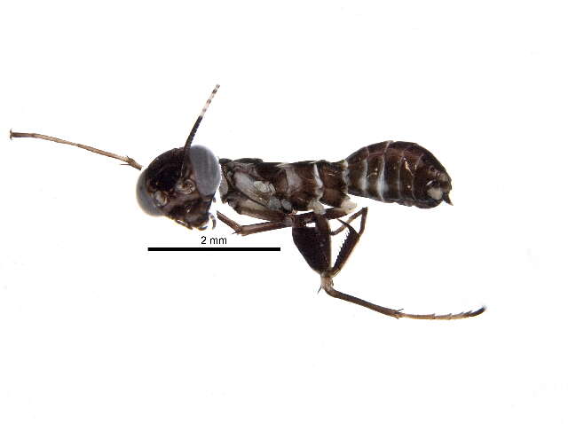 Image of Mantoididae
