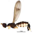 Image of Micropezinae