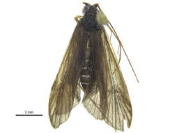 Image of Centromacronema apicale (Walker 1852)