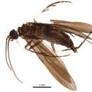 Image of Xiphocentronidae