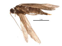 Image of Xiphocentronidae